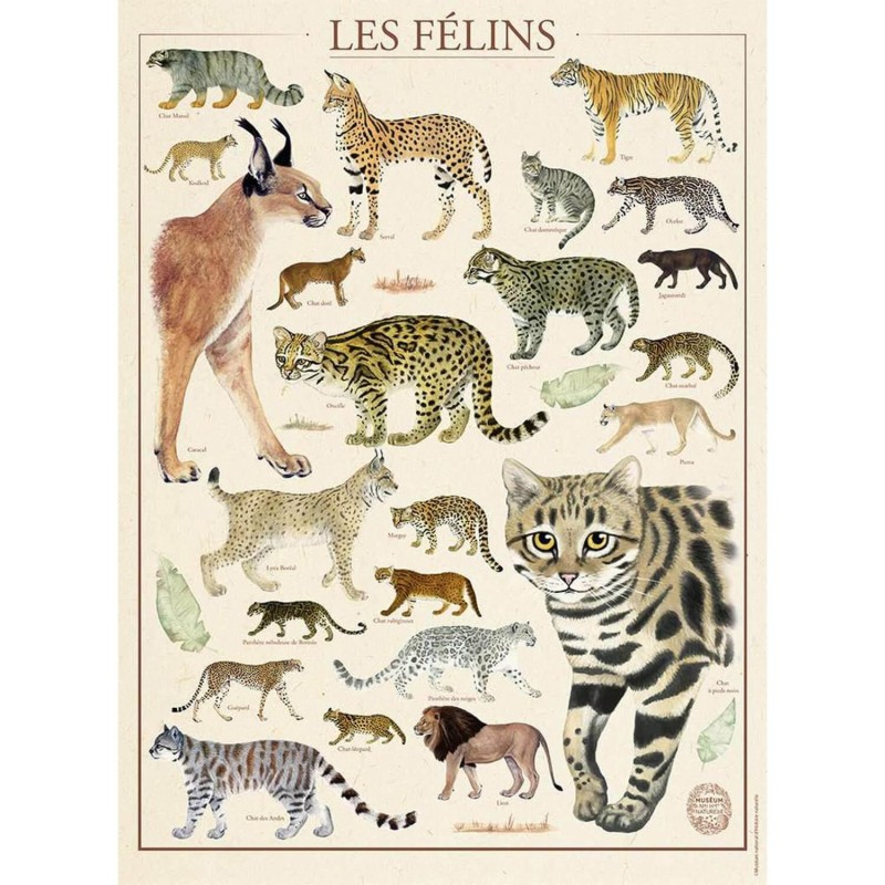 Puzzle Nathan - Les Félins - 500p.