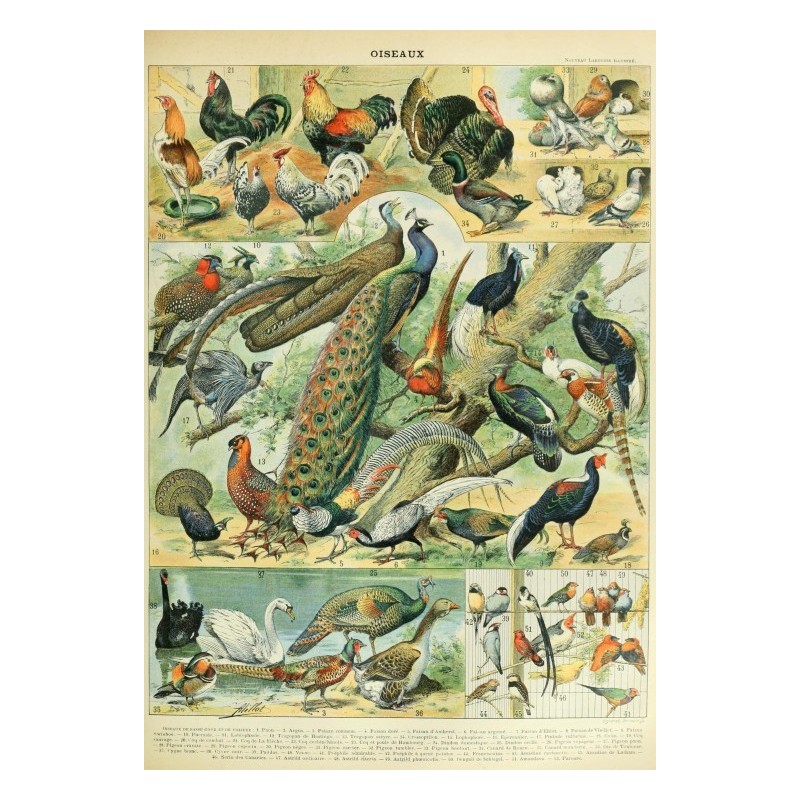 Puzzle - Illustration du Nouveau Larousse Illustré : Oiseaux XIXè Siècle- 1000p.