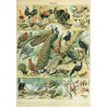 Puzzle - Illustration du Nouveau Larousse Illustré : Oiseaux XIXè Siècle- 1000p.
